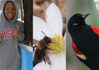 March Phenology 2013: Sap, Birds &amp; Ephemeral Flowers