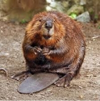 Native Animal of the Month: Beaver (Castor canadensis) Part 2