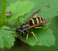 Native Animal of the Month - Aerial Yellowjacket