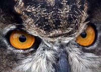 The Great Horned Owl: Shining a Light on a Shadowy Creature