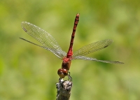 How to Get Involved in Dragonfly and Damselfly Research at the Center