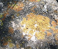 Research &amp; Citizen Science Highlight: Lichens!