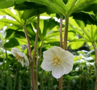 The Arboretum’s First Spring