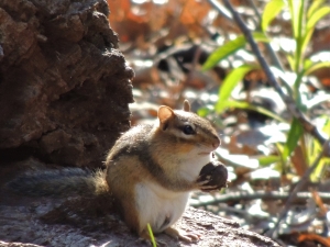 Chipmunk, photo by Matt Flower