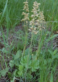 Native Plant: Prairie Alum Root