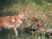 Coyote and pup smell each other.