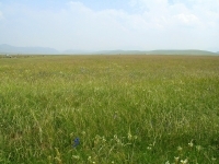 Plant Community Highlight: Prairie Ecological Succession