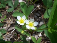 Wild Strawberry. Photo by Matt  Flower