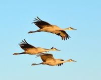 Beauty at Bosque del Apache: The Cranes of New Mexico