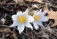 Pasqueflower, photo by Matt Flower