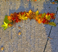 The Beauty of Fall Trees