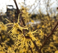 Native Plants: Common witch hazel