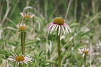 Pale purple coneflower: Photo by Elizabeth Gamillo