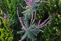 Native Plants to Know: Leadplant