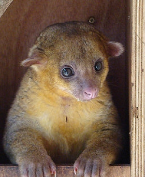 Kinkajou