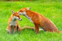 Native Animal of the Month - Red Fox