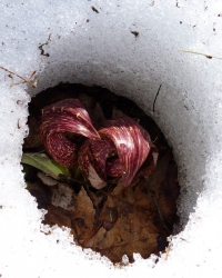 Native Plant: Eastern Skunk Cabbage