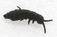 Native Animal of the Month - Springtail