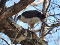 A Hawk, a Chipmunk and So Much More