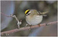 Native Animal of the Month - Golden-crowned Kinglet