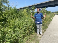 Cameron Brown, the UEC’s Summer 2023 Research and Community Science Intern, poses with his sampling tool and a patch of common milkweed in Three Bridges Park. Photo credit: Clare Eigenbrode