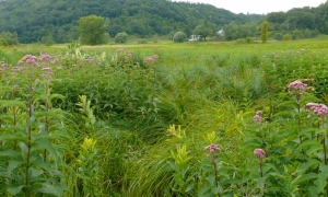 Plant Community Highlight: Sedge Meadows