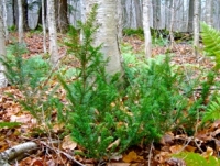 Native Plant of the Month: Canada Yew