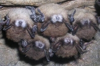 WNS bats