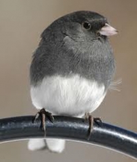 Native Animal of the Month: Dark-eyed Junco