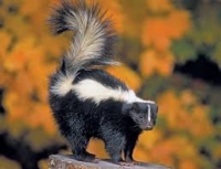 Native Animal: Striped Skunk (Mephitis mephitis)