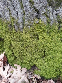 Look for bright green mosses