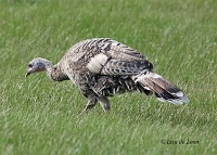 Native Animal of the Month: Wild Turkey