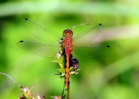 Meadowhawk dragonfly captured by Matt Flower