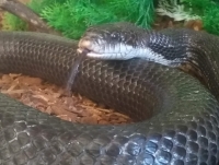 Neile the black rat snake from the Riverside Park animal room