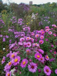 Native Plants: New England Aster & Downy Gentian