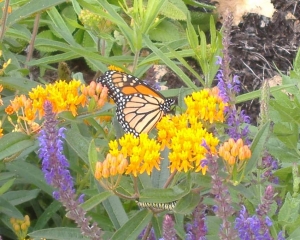 Research Highlight: Migrating Monarchs!