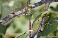 Native Animal Spotlight - The Common Green Darner Dragonfly