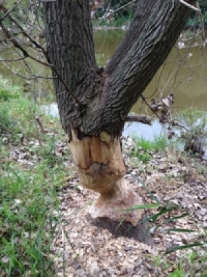 Research Highlight: Castor canadensis in Riverside Park!