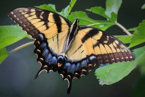 A tiger swallowtail. Photo credit: Bruce Halmo