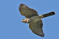 Native Animal of the Month - The Cooper&#039;s Hawk