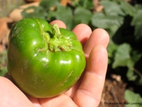 Community Gardens in the Menomonee Valley