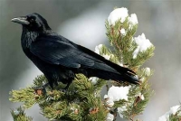 Native Animal of the Month: Common Raven