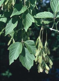 Native Tree Spotlight: In Defense of Box Elder