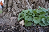 How to Make an Invasive Plant Species into a Delicious Pesto!