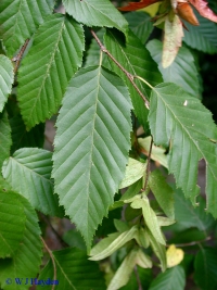 Native Tree Spotlight: Musclewood