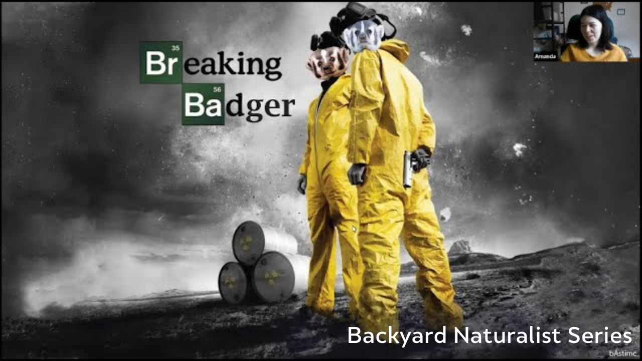 Breaking Badger - Backyard Naturalist Series
