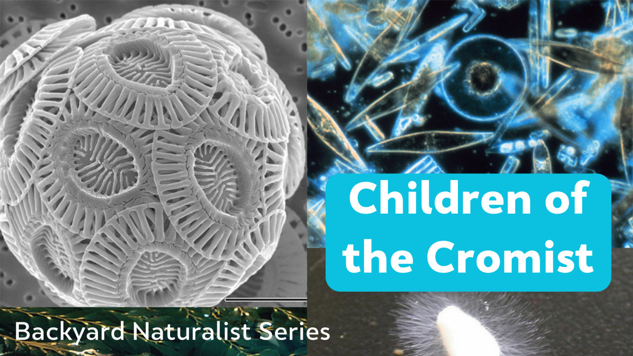 Children of the Cromist - Backyard Naturalist Series