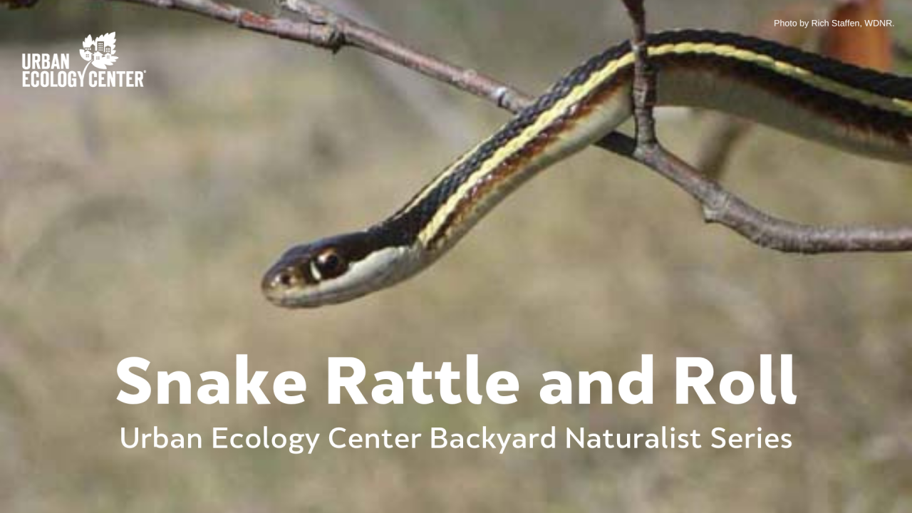 Snake Rattle and Roll - Backyard Naturalist Series