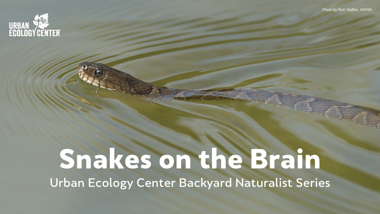 Snakes on the Brain - Backyard Naturalist Series